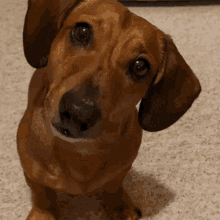dachshund dog wonder astonished astonish