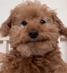a brown poodle puppy is sitting in a white crib and looking at the camera .