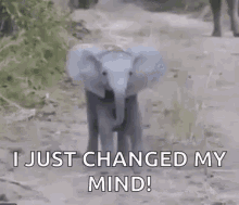 Baby Elephant Changed My Mind GIF - Baby Elephant Changed My Mind GIFs