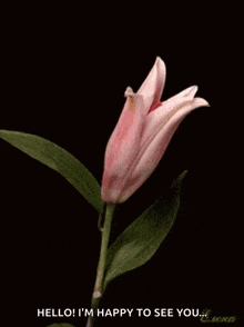 a pink flower with the words hello i 'm happy to see you on it