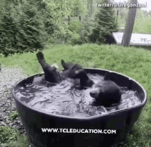 Tcl Tcleducation GIF - Tcl Tcleducation Bear GIFs