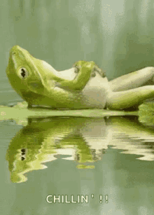 Frog Chill GIF - Frog Chill Chillin GIFs