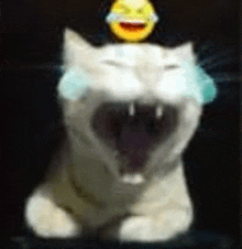 Laughing Cat GIF
