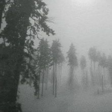 a black and white photo of a foggy forest