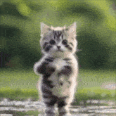 a kitten is standing on its hind legs in a field