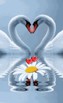 heart goose love
