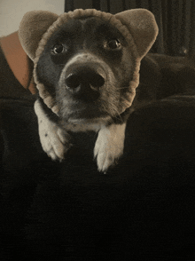 a black and white dog wearing a knitted hat looks at the camera