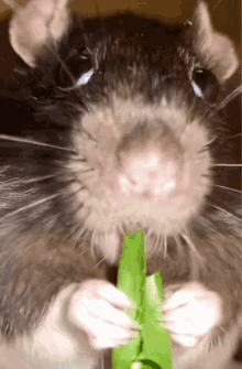 rat eat animal lettuce upclose