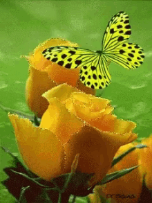 Butterfly Yellow Rose GIF - Butterfly Yellow Rose GIFs