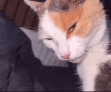 a close up of a calico cat laying on a bed