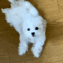 Daegal Chenle GIF - Daegal Chenle Chenles Puppy GIFs