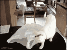 12 GIF - Cat Plastic Bag Stuck GIFs
