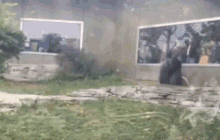 Gorilla Fight GIF - Gorilla Fight Fighting GIFs