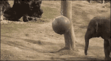 Elephant Ball GIF - Elephant Ball Kick GIFs