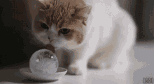 Cat Funny GIF - Cat Funny Lick GIFs