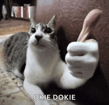 Okey Dokey Cat GIF - Okey Dokey Cat GIFs