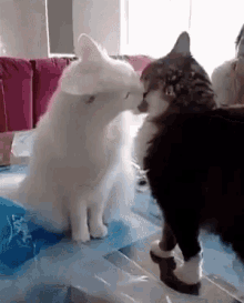 funny animals cat love cat fight lick