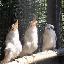 Bird Cute GIF - Bird Cute Screaming GIFs