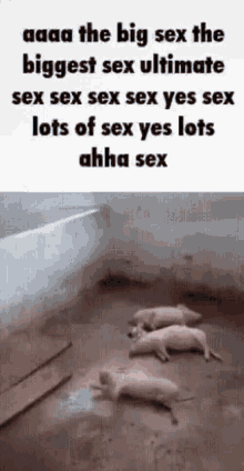 Omg Sex Big Sex Sex GIF