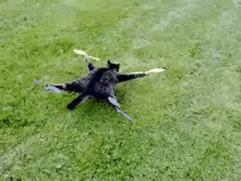 Catcopter Cat Flying GIF - Catcopter Cat Flying GIFs