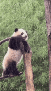 a panda bear is sitting on a tree branch in the rain