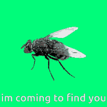 Fly Im Coming GIF - Fly Im Coming Im Coming For You GIFs
