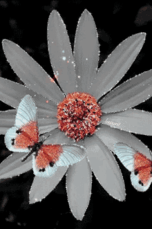 flower butterfly sparkling glitter