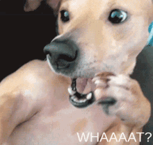 Surprise Dog GIF - Surprise Dog What GIFs