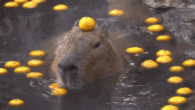 capybara orange surprised