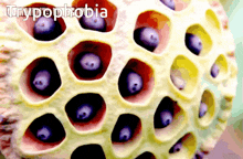 Trypophobia Holes GIF - Trypophobia Holes Phobia GIFs