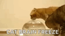 Cat Brain Freeze Gif - Cat Brain Freeze - Discover & Share Gifs