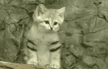 Cat Kitten GIF - Cat Kitten Wide Eyes GIFs