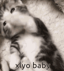Xiyo Kitty Xiyo Meow GIF - Xiyo Kitty Xiyo Meow Miyo GIFs