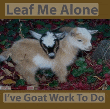 Baby Goat Goat Images GIF - Baby Goat Goat Images GIFs