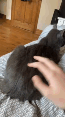 a person is petting a gray cat on their lap .