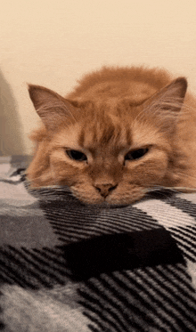 a cat laying on a plaid blanket with its head on its paws