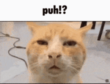 Puh Cat GIF - Puh Cat Silly Cat GIFs