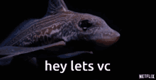 Vc Fish Fish GIF - Vc Fish Fish Vc GIFs