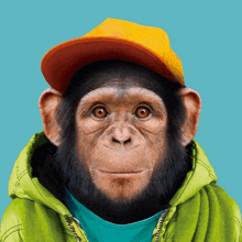 обезьяна макс GIF - обезьяна макс обезьяна GIFs
