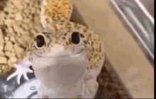 Staring Obsessed GIF - Staring Obsessed Lizard GIFs
