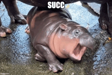 a baby hippopotamus is sitting on the ground with its mouth open and a caption that says succ