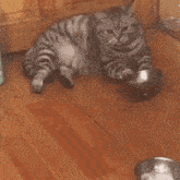 a cat is sitting on the floor eating from a bowl .