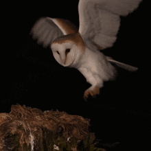 bird landing barn owl robert e fuller perches on a branch take a break on a branch