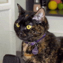 a cat wearing a purple collar has a tag that says scarlet