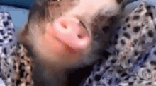 Piggy Snack Time. GIF - Pig Speckles The Pig Snack Time GIFs