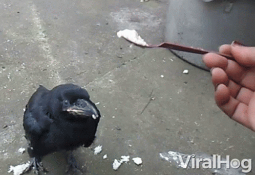 crow-feeding.gif