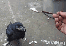 Crow Feeding GIF - Crow Feeding Bird GIFs