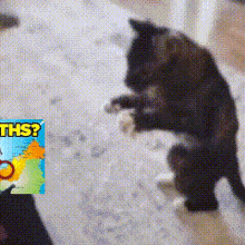 a cat is standing on its hind legs in front of a sign that says this