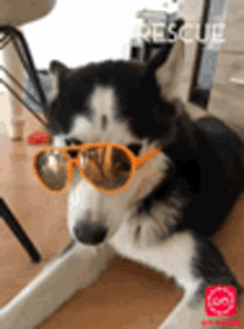 Im Your Rescue Dog GIF - Im Your Rescue Dog Shades On GIFs