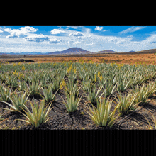 a field of aloe vera plants in the desert